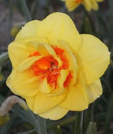 Нарцис (Narcissus) Tahiti